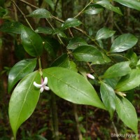Gaertnera rosea Thwaites ex Benth.